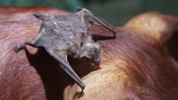 A vampire bat sits with its wings spread behind a cow's ear, drinking a drop of blood.