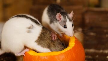 Two rats eating a Hokkaido pumpkin