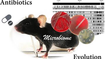 Illustration of a mouse surrounded by: Bacteria-containing capsules; red and green agar plates with bacterial colonies smeared out and test strips and platelets; DNA sequence comparison behind; and the words "Antibiotics", "Microbiome", and "Evolution".