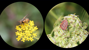 Insekten