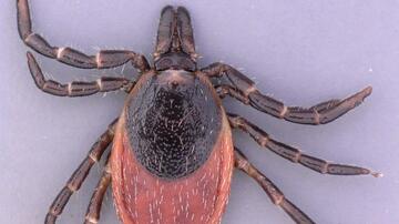 Ixodes inopinatus discovered in Germany.