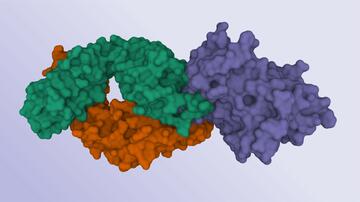 Hepatitis C mit Antikörper