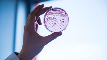 multidrug-resistant E. coli bacteria