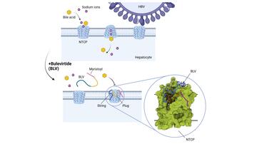 Schematic representation of the molecular blockade of the NTCP receptor by bulevirtide