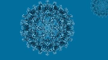 Hepatitis B Virus Core Capsid