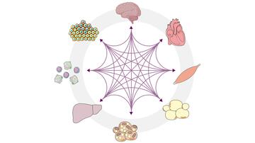 Schematic representation of organs and tissues arranged in a circle and connected to all others by a network of arrows.