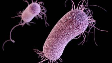 Pseudomonas aeruginosa bacteria in 3D