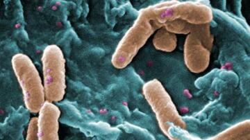 Pseudomonas aeruginosa: feared as a hospital germ