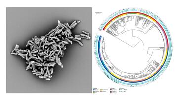 Left panel: grey electron microscopic image of rod-shaped M. tuberculosis bacteria; right panel: image of a circular phylogenetic tree depicting the genetic relationship between M. tuberculose strains