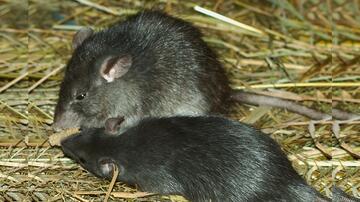Zwei Hausratten mit schwarzem Fell auf Stroh