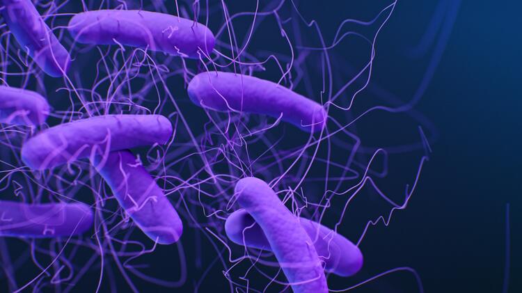 Der Erreger Clostridioides difficile