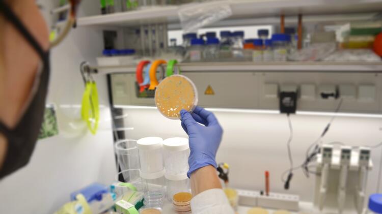 The picture shows a scientist examining a Petri dish containing a bacterial culture. The person is in a laboratory; other laboratory equipment and sample containers can be seen in the background.